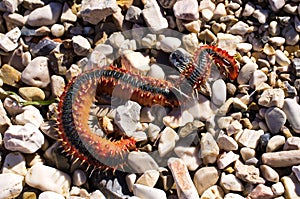 Strange marine worm on the beach