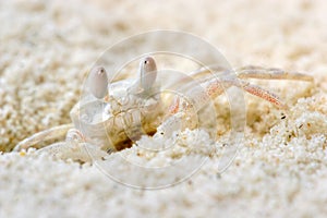 Strange mimetic crab photo