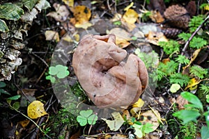 Strange mushroom in the autumn forest - Elfin Saddle - Helvella lacunosa