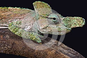 Strange-nosed chameleon (Kinyongia xenorhina)