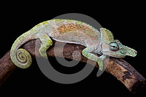Strange-nosed chameleon (Kinyongia xenorhina)