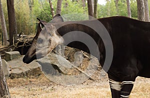 Strange okapi animal from Africa