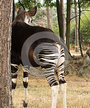 Strange okapi animal from Africa