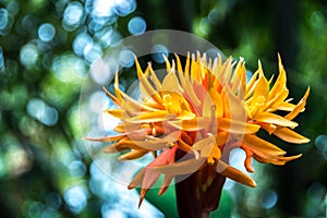 Rare orange flower photo