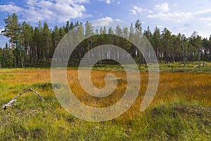 Orange meadow during summer with spuces