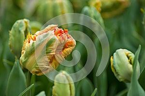 Strange orange Tulips in a field