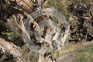 Strange Paperbark Trees with peeling bark thrive in swamps.