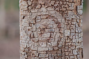 Strange patterns from the tree trunk