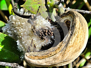 Strange plant fruit