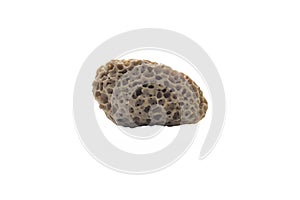 Strange porous stone with an unusual structure resembling a sea sponge