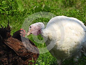 Strange poultry ritual 3