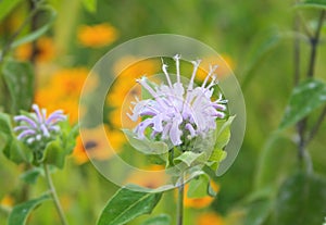 Strange purple flower horizontal in back