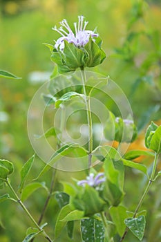 Strange purple flower horizontal