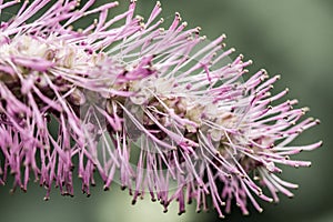 Strange purple pink exotic flower