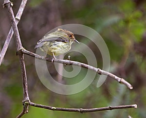 The strange Scale-crested Pygmy-tyrant