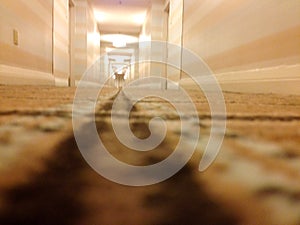 Strange scary spooky Hotel hallway long perspective corridor