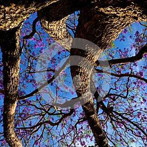 Strange shape of flamboyant tree, violet flower