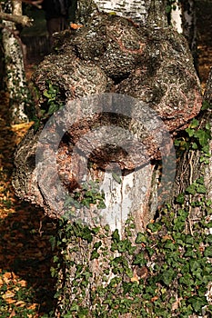Strange shape on silver birch tree trunk Betula Pendula, possibly fungus called Chaga, latin name Inonotus obliquus