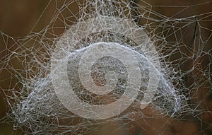 Strange shaped spiderweb. photo