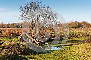 Strange shaped tree in autumn