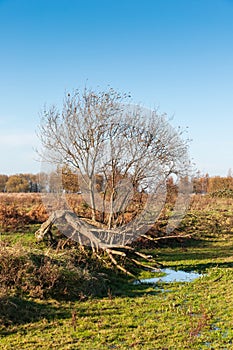 Strange shaped tree in autumn