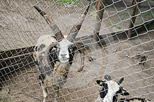 A strange spotted goat with four horns behind the fence