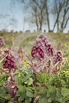 Strange spring flowers