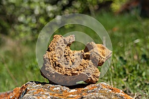 A strange stone in the shape of an animal on the background of green forest