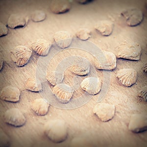 Strange stone shells on the counter of Indian market