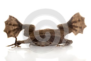 A strange Surinam toad on white backround photo