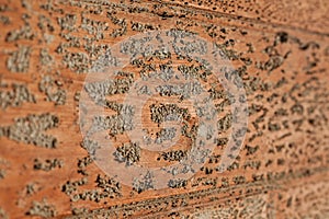 Strange texture on an old timber wall