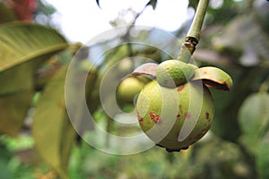 Strange Thai green fruit growing on a tree