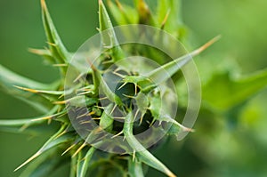 Strange Thorny Alien Plant