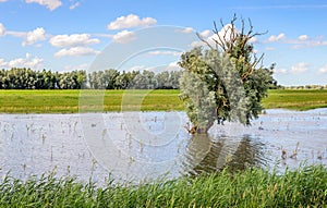 Strange tree alone in a flooded polder area