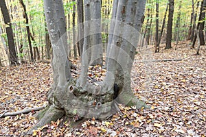 Strange Tree in Forest during Autumn