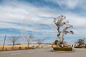 Strange Tree in front of a university in japan