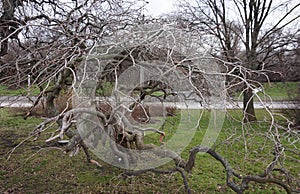 A strange tree without leaves