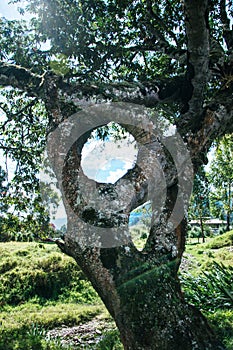 Strange tree photo