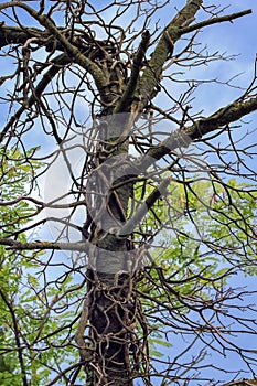 Strange tree trunk by day