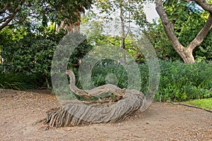 A strange tree trunk growing along the ground, with green vegetation in the background, La Brea Tar Pits, Los Angeles