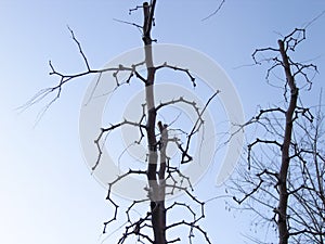 Strange tree with unusual branches against the sky