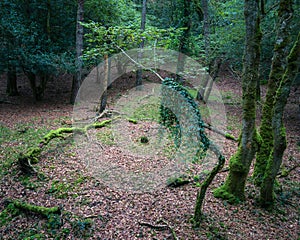 Strange trees make up a Dantesque scene in a forest clearing photo