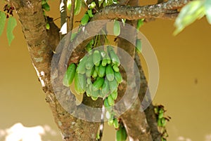 Strange tropical tree