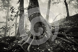 Strange twisted tree in enchanted forest