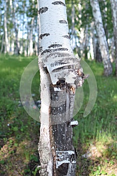 Strange, ugly and distorted birch in forest close-up