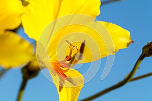 Strange and uncommon yellow alstroemeria blooming