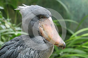 Strange whale headed stork Balaeniceps rex