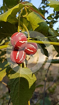 Strange Wild Fruits