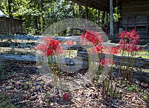 Strange wildflowers