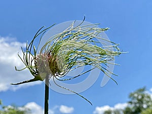 Strange wispy purple flower along a water front